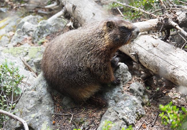 景色もいいし、たくさんの動物にも会えます(^^♪