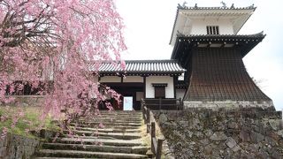 満開の枝垂れ桜 ♪