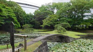 綺麗に整備された蓮池