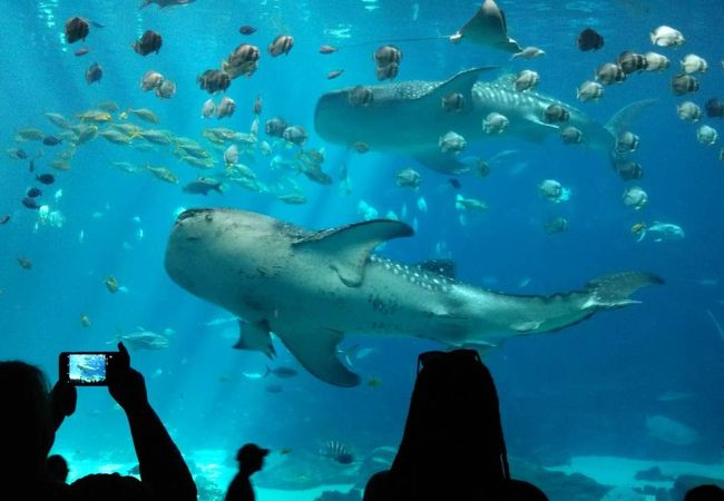 ジョージア水族館 クチコミ アクセス 営業時間 アトランタ フォートラベル