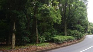 木々の間の散策が楽しめる北の丸公園