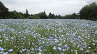一面のネモフィラ畑、温室もすばらしい