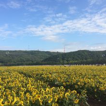 150万本のヒマワリ