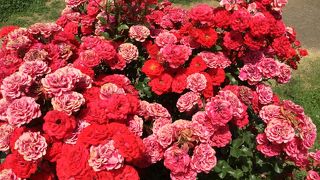 見事なイングリッシュガーデン