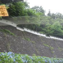 公園に続く道にはアジサイが咲いていました。