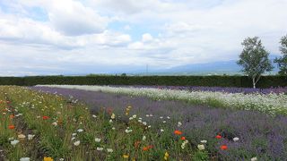 ラベンダーだけじゃない、春の花畑のきれい