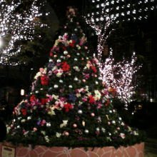 12月で中庭にクリスマスツリーが飾られてました