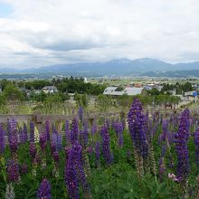 町営ラベンダー園の丘から見た十勝岳