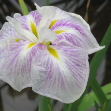 綺麗に咲いています