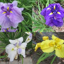 いろいろなしょうぶが咲いています