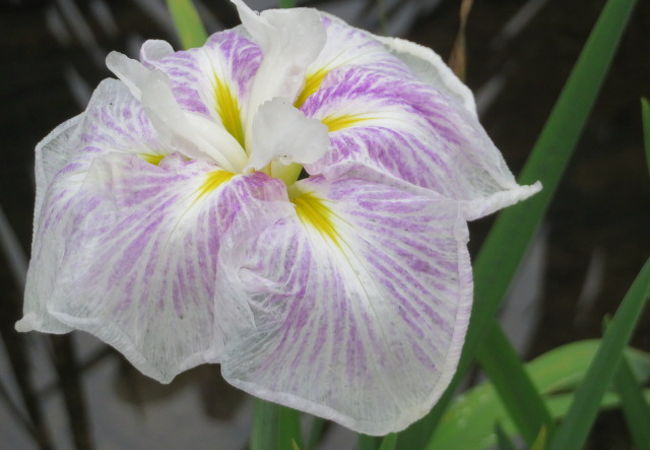 無料のシャトルバスがありました