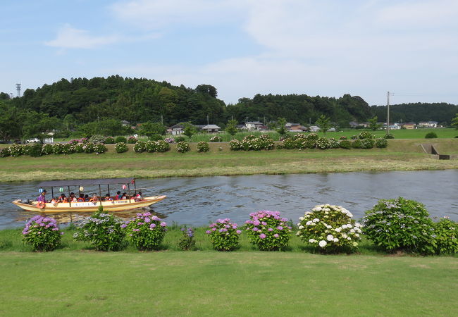 ふるさと多古町あじさい祭り