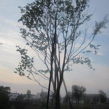 実際に植樹されていた桜の一例