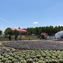 きれいに整備された花畑