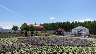 広いパークをトラクターのトラムに乗って回れる