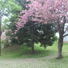建物近くでは、八重桜が散り始めていました。