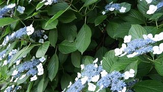 風情ある紫陽花の道