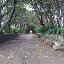 酒列磯前神社の樹叢 
