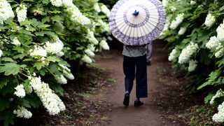 柏葉紫陽花が綺麗です