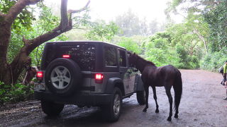 素晴らしい公園を眺めながらのハイキング！