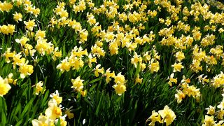 通り沿いの公園がいいです