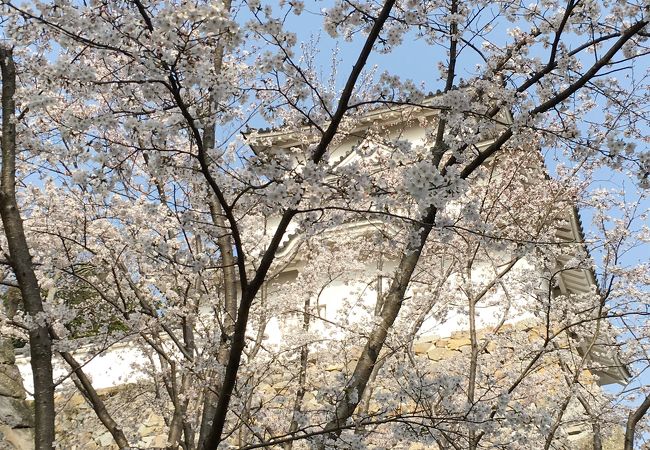 21年中止 明石公園さくらまつり クチコミ アクセス 営業時間 明石 フォートラベル 21年中止 明石公園さくらまつり クチコミ アクセス 営業時間 明石 フォートラベル