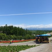 花畑の向こうに十勝岳が広がる風景