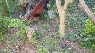 風太くんブームは夢の跡