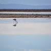 アタカマ塩湖 チャクサ湖