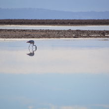 アタカマ塩湖 チャクサ湖