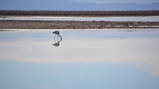 アタカマ塩湖 チャクサ湖