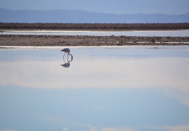 アタカマ塩湖 チャクサ湖