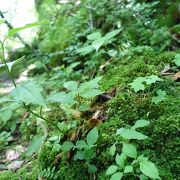 緑の生い茂る素敵なお山