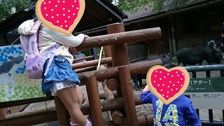 パンダに会いに