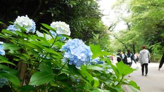 6月17日　アジサイが満開だった