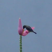 鳥が沢山。ハミングバードもあっちこっちに！