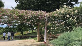 山梨の銘菓、桔梗屋がプロデュースしています