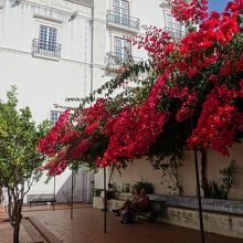 ブーゲンビリアが鮮やか。