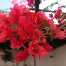 ブーゲンビリア。