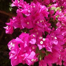 ブーゲンビリア。