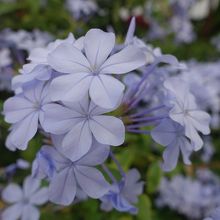 これは何ていう花？