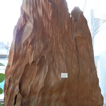 屋久島の屋久杉が飾られてありました。