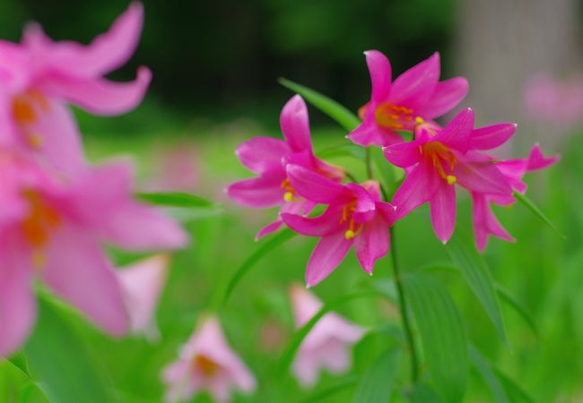 高清水自然公園ひめさゆり群生地