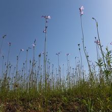 石垣の上の野の花