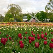 四季の花のハイライト･チューリップが見所