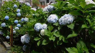 歩道には柳の木と紫陽花