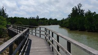 宮古島でマングローブを見るなら