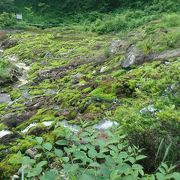 苔の周りの遊歩道を歩くだけ