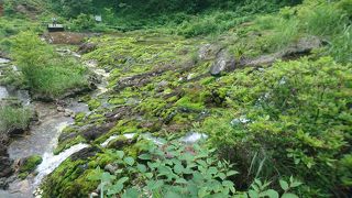 苔の周りの遊歩道を歩くだけ