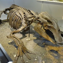 第1展示室は地球の歴史　デスモスチルス